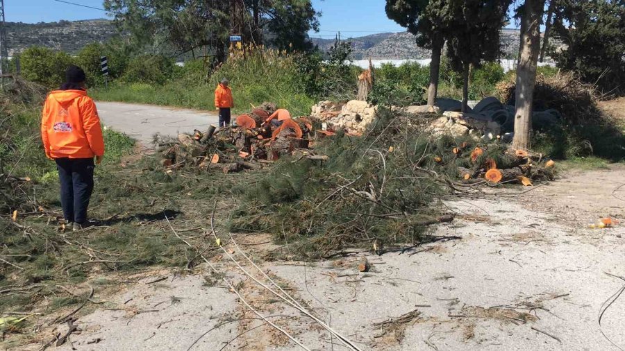 Rüzgarda Devrilen Asırlık Ağaç Yolu Ulaşıma Kapattı