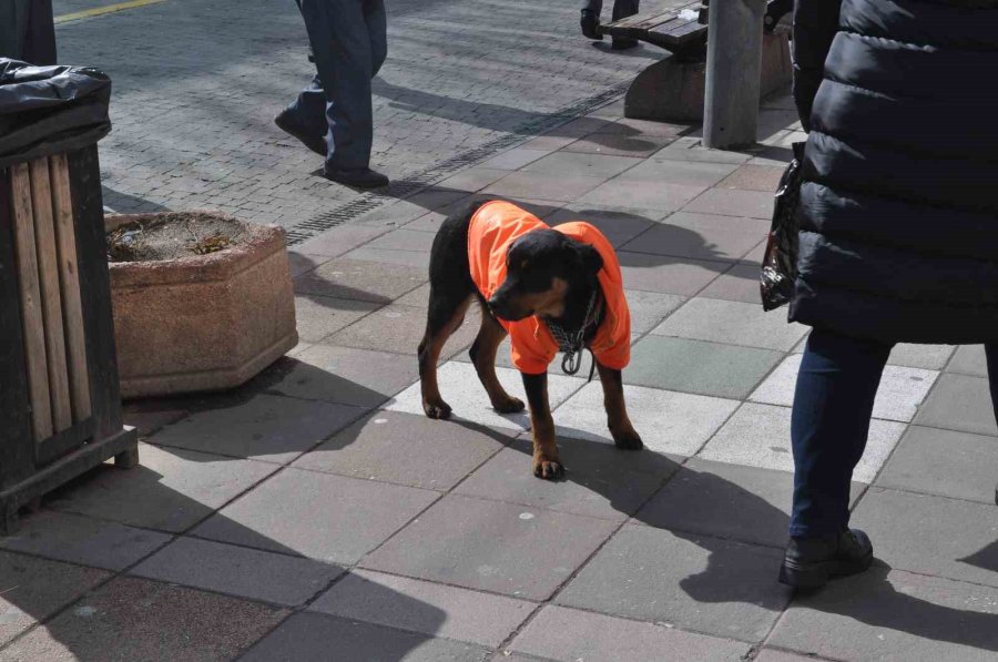 Kayıp Köpeğe Duyarlı Vatandaş Sahip Çıktı