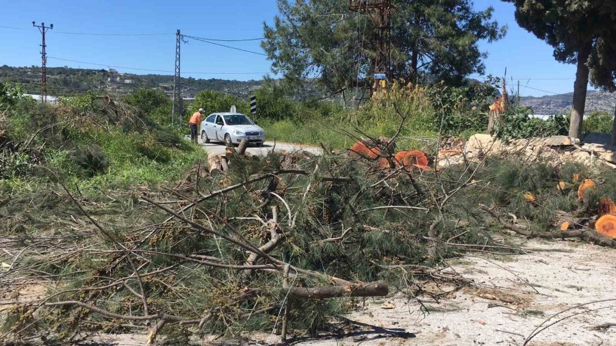 Rüzgarda Devrilen Asırlık Ağaç Yolu Ulaşıma Kapattı
