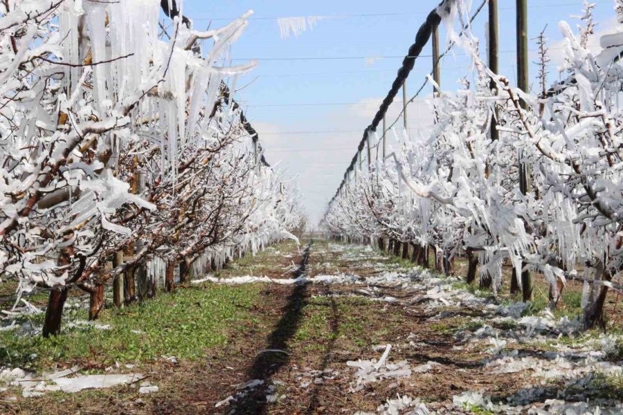 Dona Karşı Sulanan Elma Ağaçları Buzulları Aratmadı