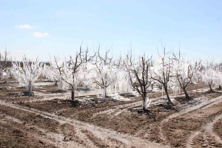 Dona Karşı Sulanan Elma Ağaçları Buzulları Aratmadı