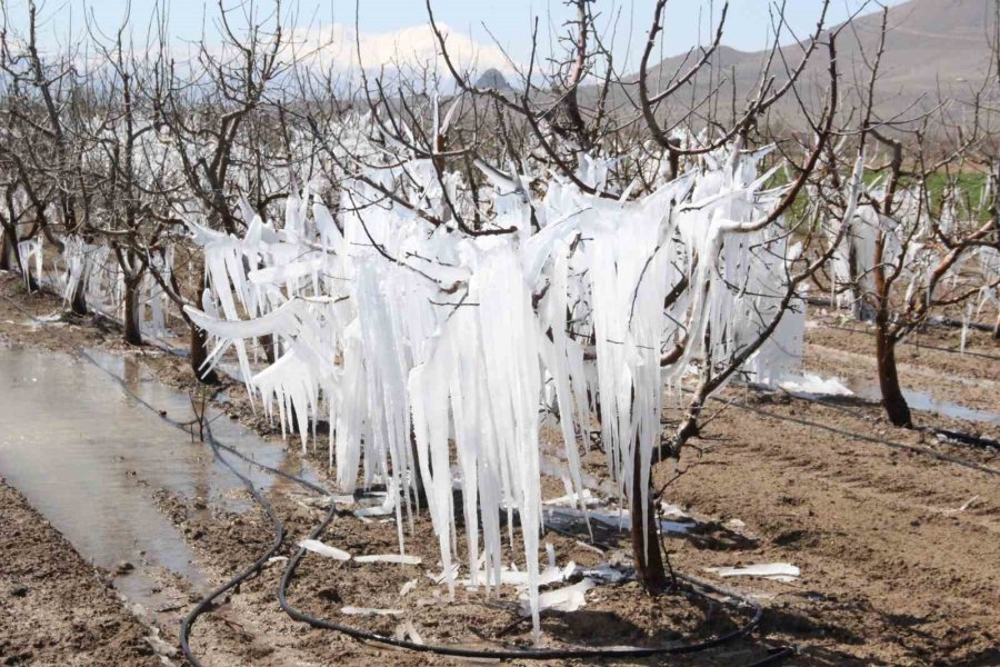 Dona Karşı Sulanan Elma Ağaçları Buzulları Aratmadı