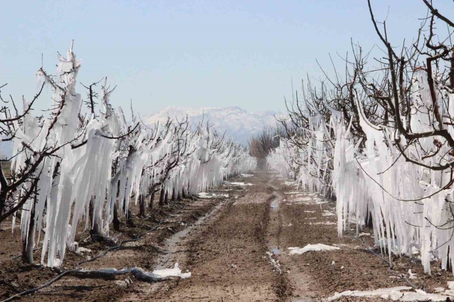 Dona Karşı Sulanan Elma Ağaçları Buzulları Aratmadı