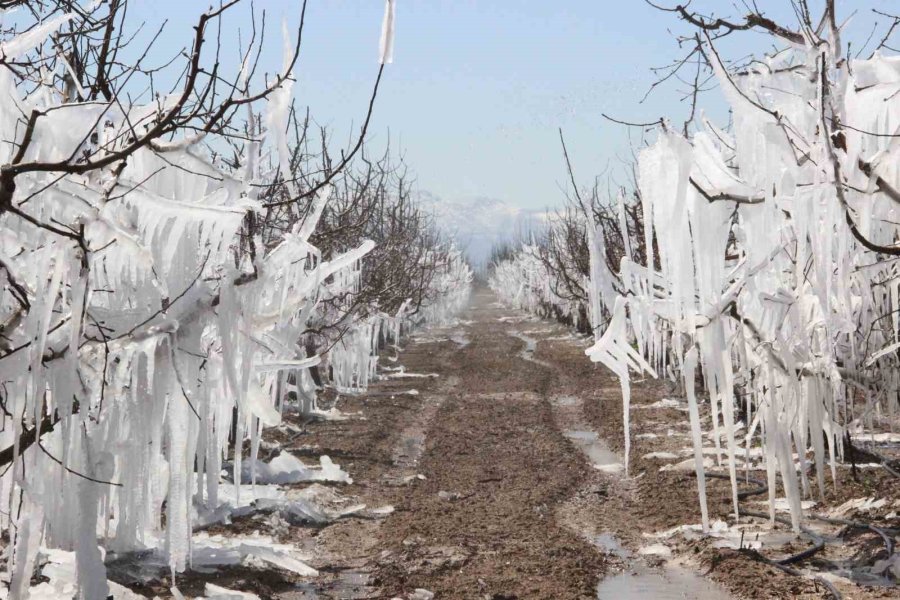 Dona Karşı Sulanan Elma Ağaçları Buzulları Aratmadı