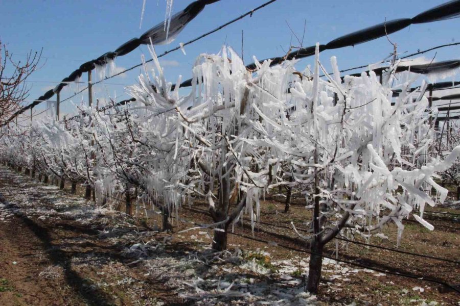 Dona Karşı Sulanan Elma Ağaçları Buzulları Aratmadı