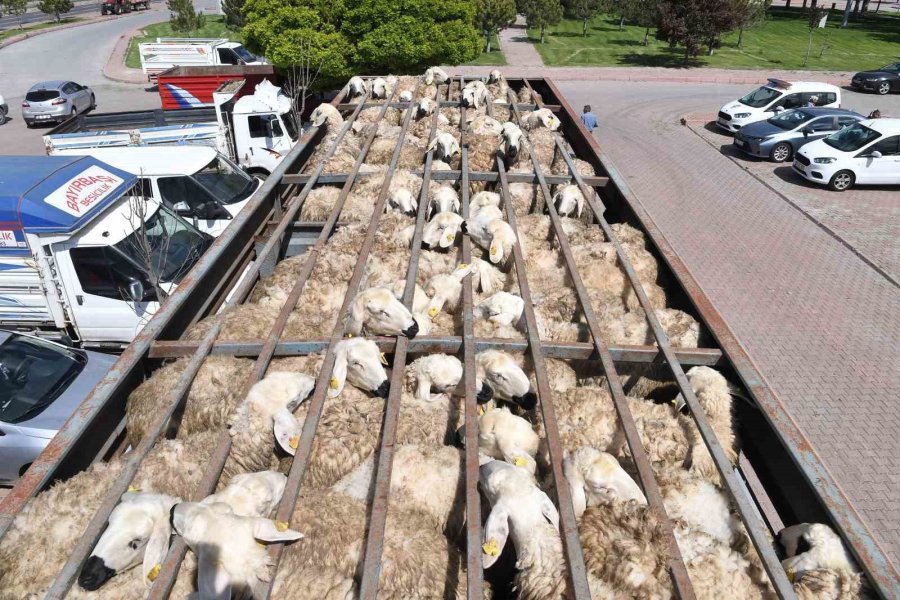 Başkan Büyükkılıç’tan 4 Yılda 226 Milyon Tl’lik ‘tarım Ve Hayvancılık’ Atılımı