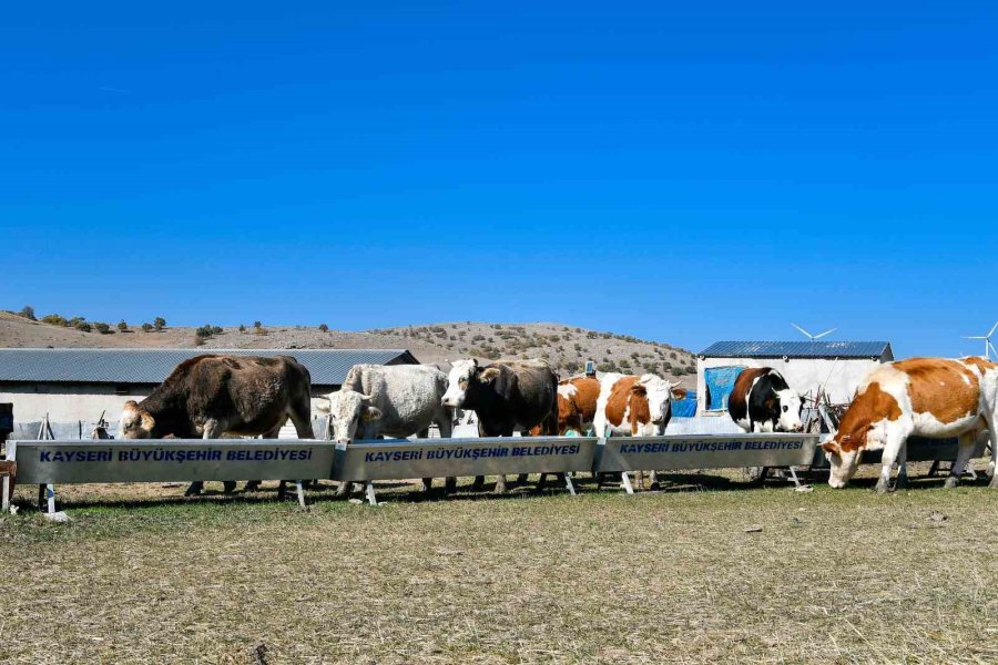 Başkan Büyükkılıç’tan 4 Yılda 226 Milyon Tl’lik ‘tarım Ve Hayvancılık’ Atılımı