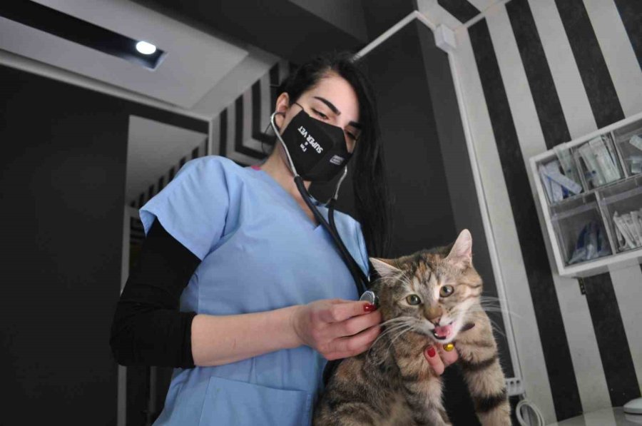 Sokak Kedilerinde ’korona’ Salgını