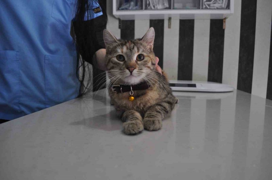 Sokak Kedilerinde ’korona’ Salgını