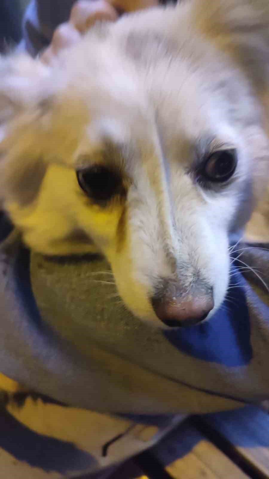 Eskişehir’de İki Köpek Tramvay Altında Kaldı