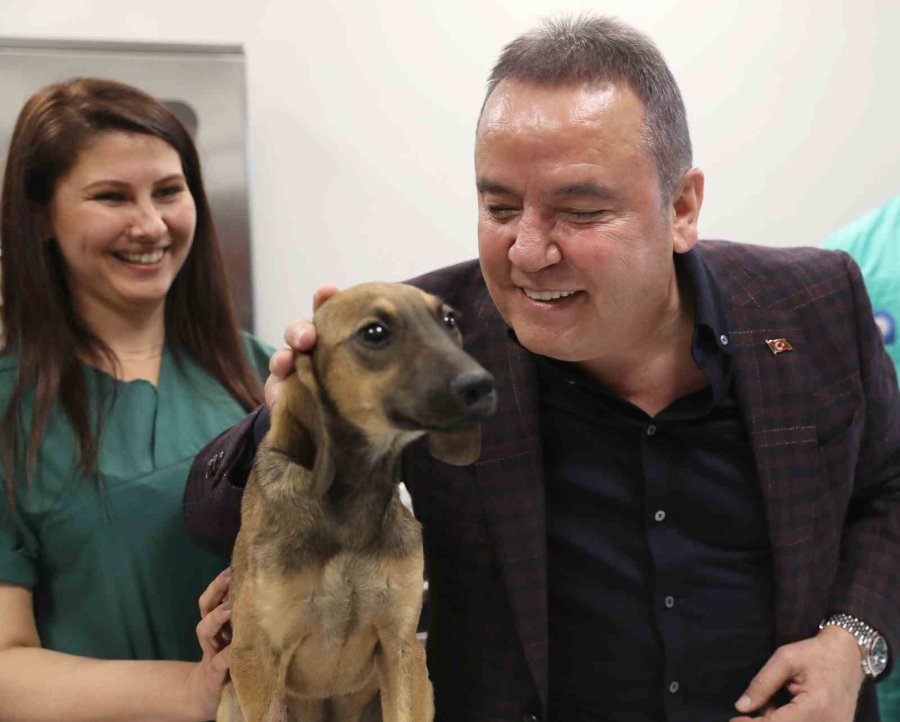 Antalya Büyükşehir’den ’can Dostlara’ Türkiye’nin En Modern Tesisi