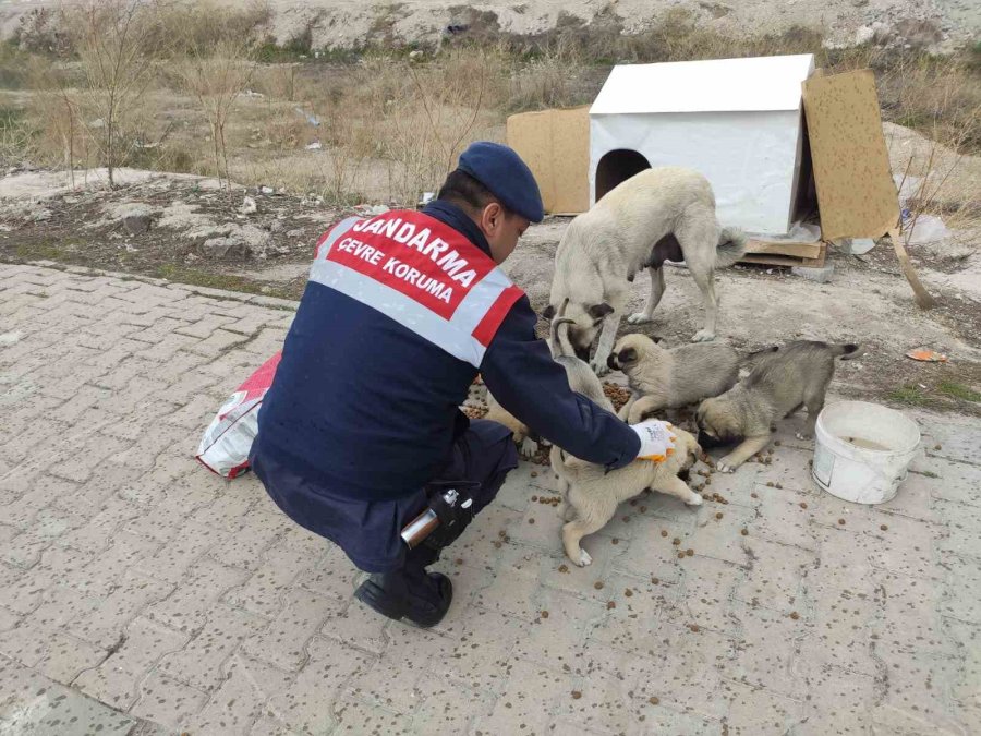 Jandarma Sokak Hayvanlarına Mama Ve Yem Verdi