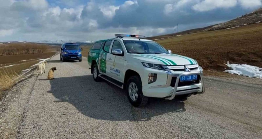 Jandarma Sokak Hayvanlarına Mama Ve Yem Verdi