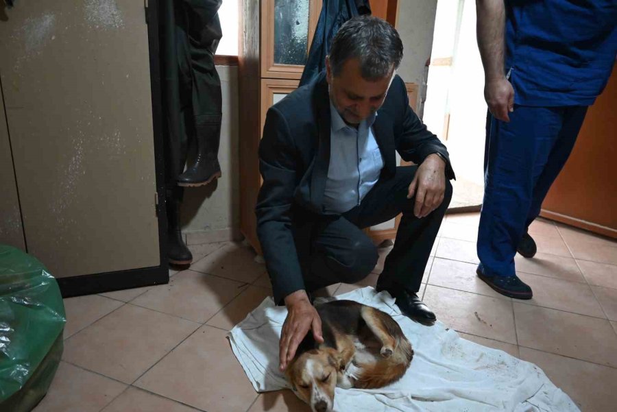 Kemer’de Hayvan Barınağı İncelendi