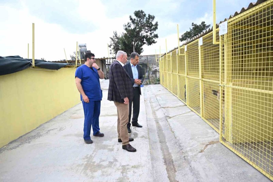 Kemer’de Hayvan Barınağı İncelendi