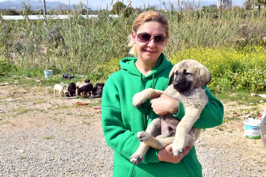 Mersin’de 2022 Yılı İçerisinde 6 Bin 500 Kedi Ve Köpek Kısırlaştırıldı