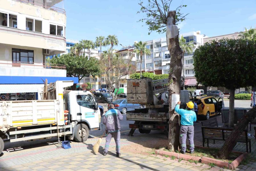 Doğa Mirası Ağaçlara Bakım Ve Rehabilitasyon Çalışmaları Devam Ediyor