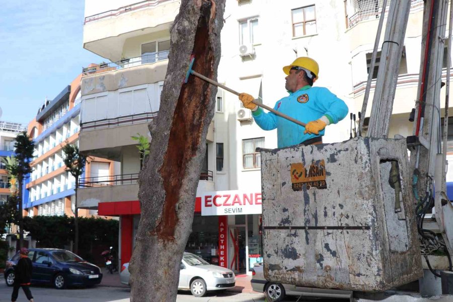 Doğa Mirası Ağaçlara Bakım Ve Rehabilitasyon Çalışmaları Devam Ediyor