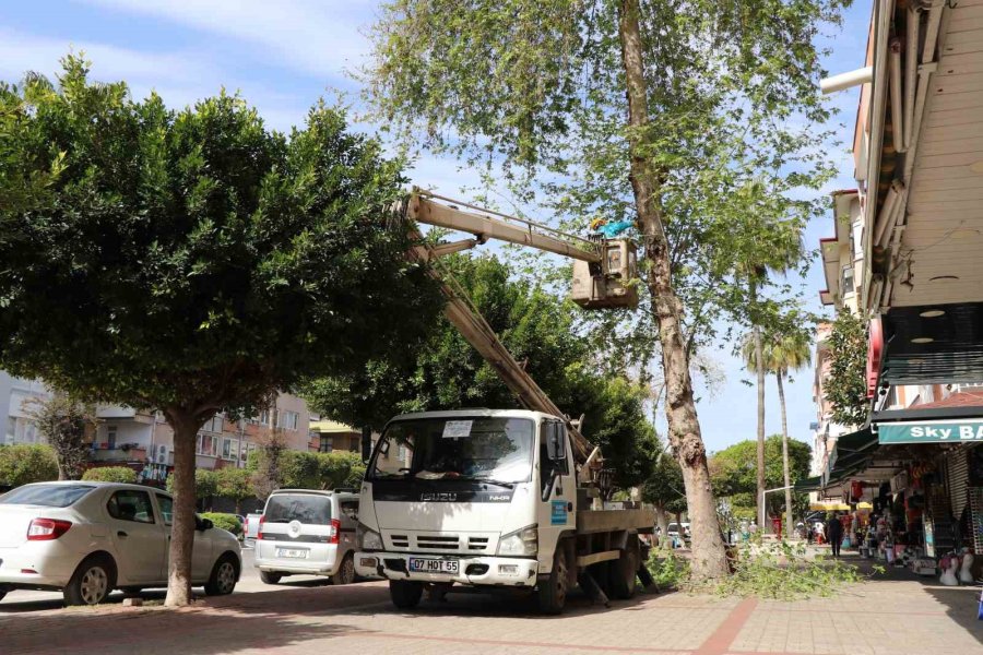 Doğa Mirası Ağaçlara Bakım Ve Rehabilitasyon Çalışmaları Devam Ediyor
