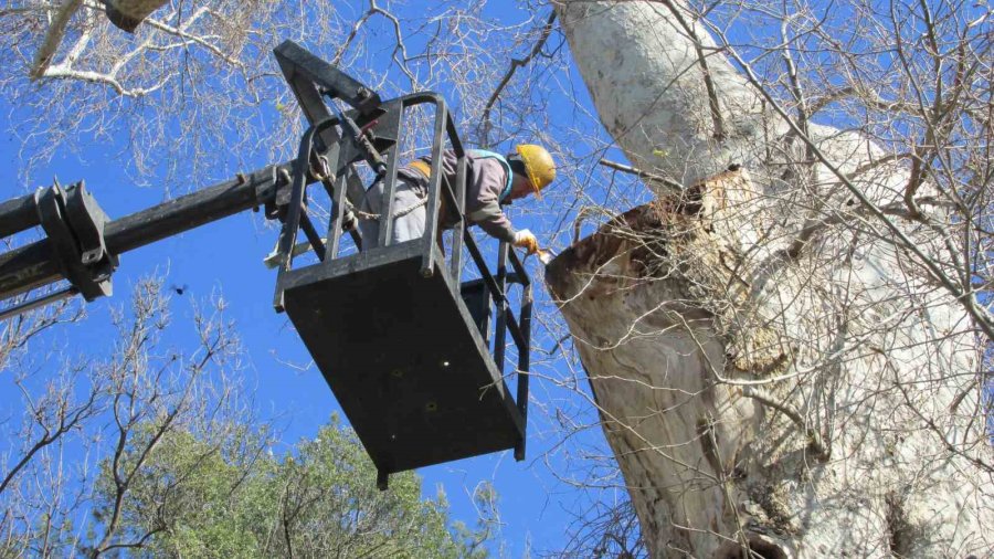 Doğa Mirası Ağaçlara Bakım Ve Rehabilitasyon Çalışmaları Devam Ediyor