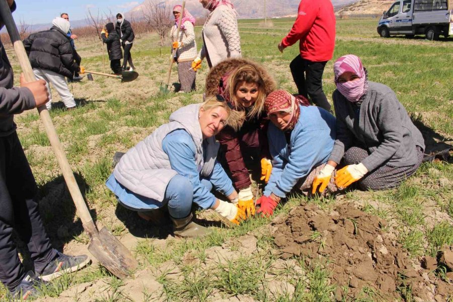Antep Fıstığı Fidanları Elmalı’da Toprakla Buluşturuldu