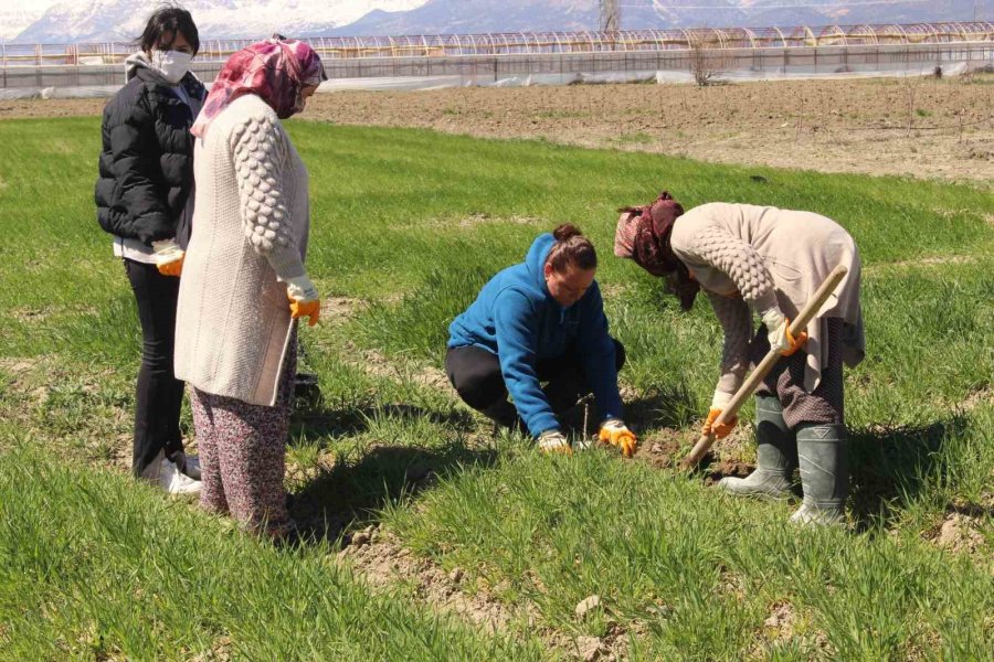 Antep Fıstığı Fidanları Elmalı’da Toprakla Buluşturuldu