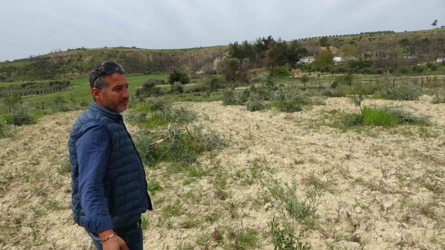 3 Dönüm Üzerinde Bulunan 95 Adet Zeytin Ağacını Kesip Katlettiler