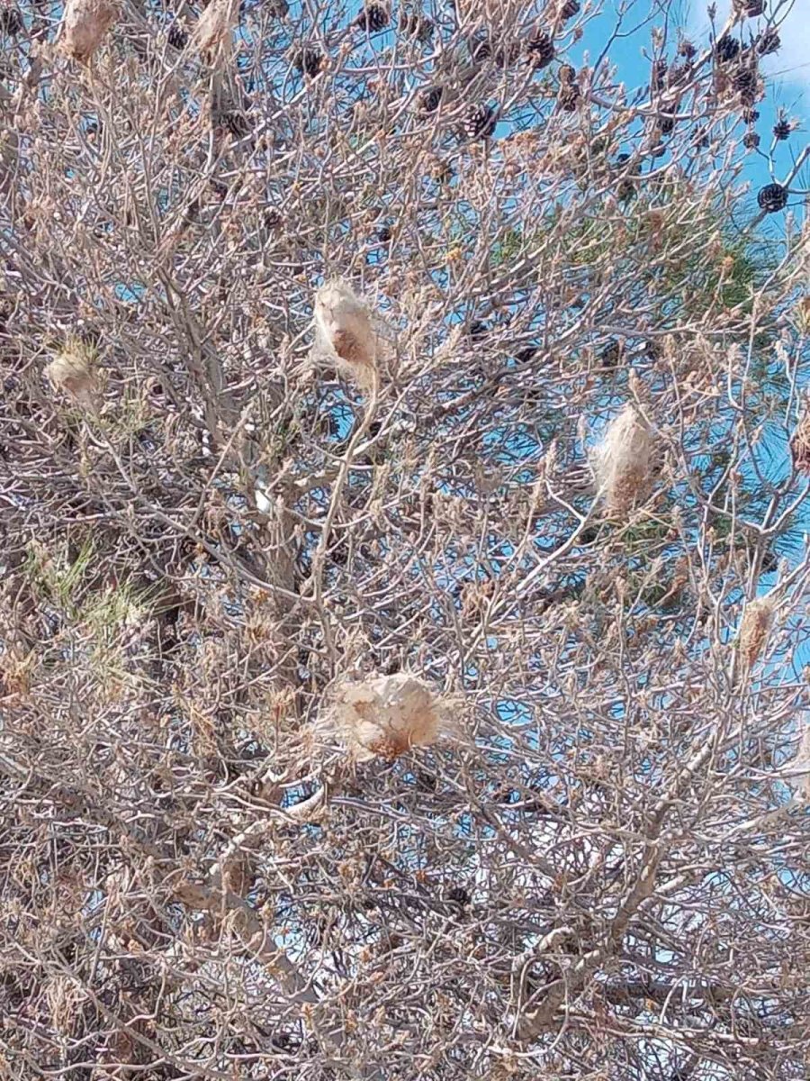 Çam Kese Böceklerinin Zarar Verdiği Kızılçam Ormanlarında Biyolojik Mücadele