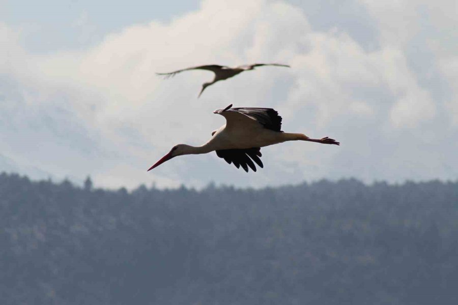 Leylekler Vadisi Ve Leylekler Tepesi Sakinleri Yuvalarını Doldurdu