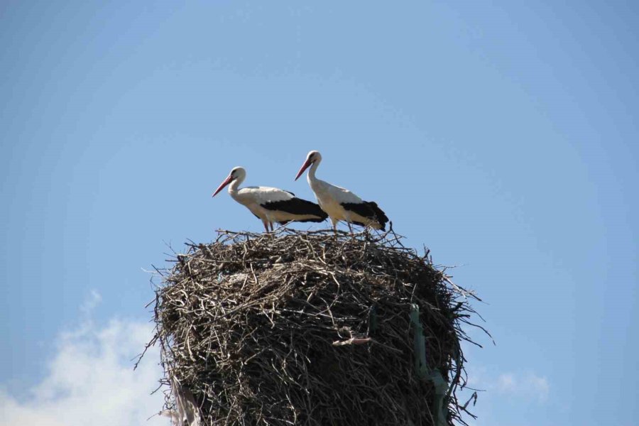 Leylekler Vadisi Ve Leylekler Tepesi Sakinleri Yuvalarını Doldurdu
