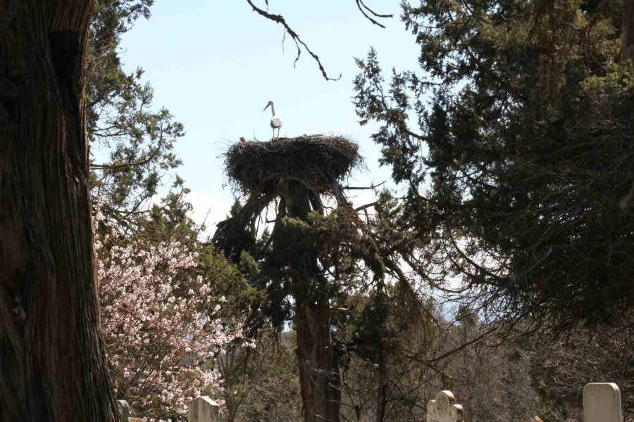 Leylekler Vadisi Ve Leylekler Tepesi Sakinleri Yuvalarını Doldurdu