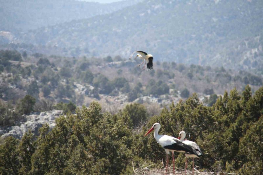 Leylekler Vadisi Ve Leylekler Tepesi Sakinleri Yuvalarını Doldurdu
