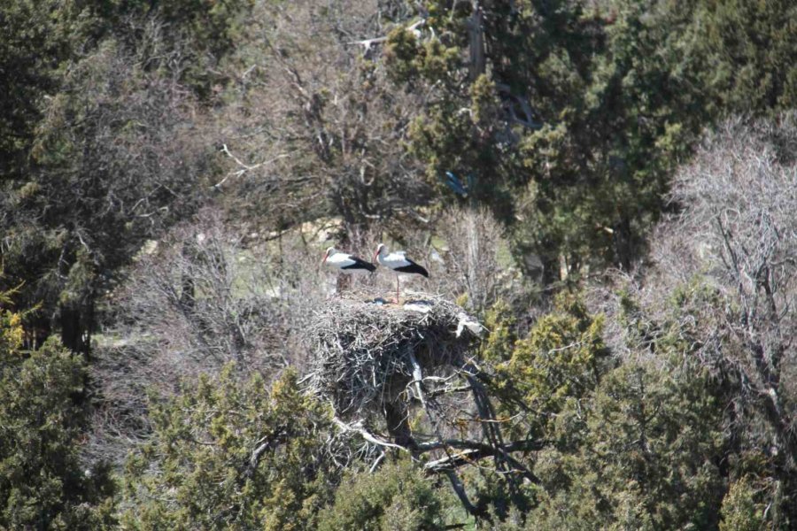 Leylekler Vadisi Ve Leylekler Tepesi Sakinleri Yuvalarını Doldurdu