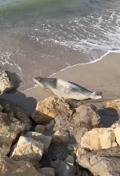 Akdeniz Fokları Mersin Sahillerinde Kendini Gösterdi