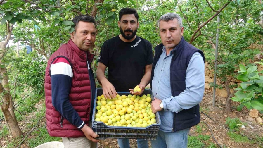 Sezonun İlk Örtü Altı Kayısı Hasadı Yapıldı
