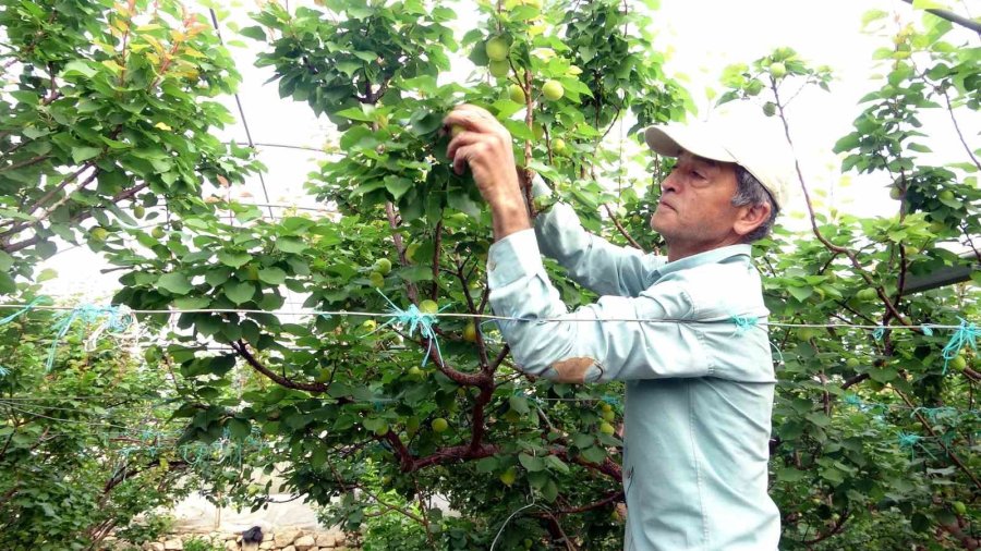 Sezonun İlk Örtü Altı Kayısı Hasadı Yapıldı