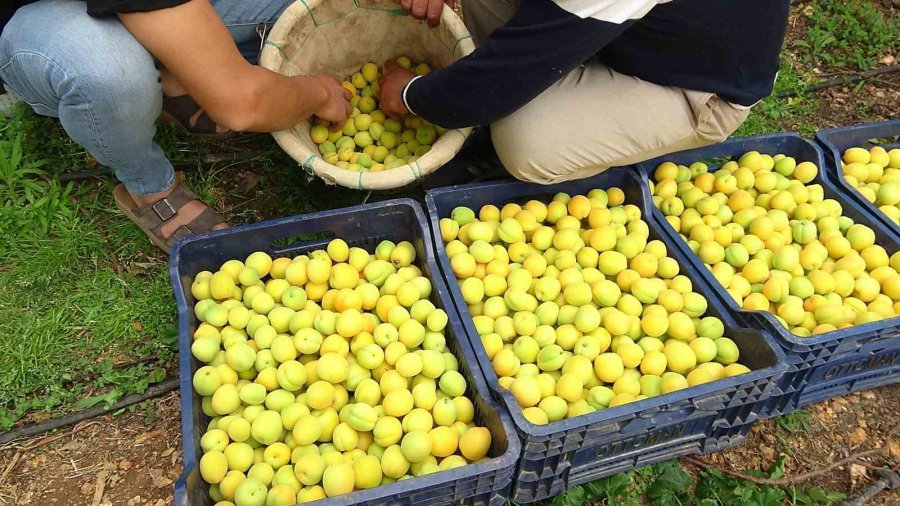 Sezonun İlk Örtü Altı Kayısı Hasadı Yapıldı