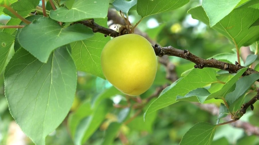 Sezonun İlk Örtü Altı Kayısı Hasadı Yapıldı