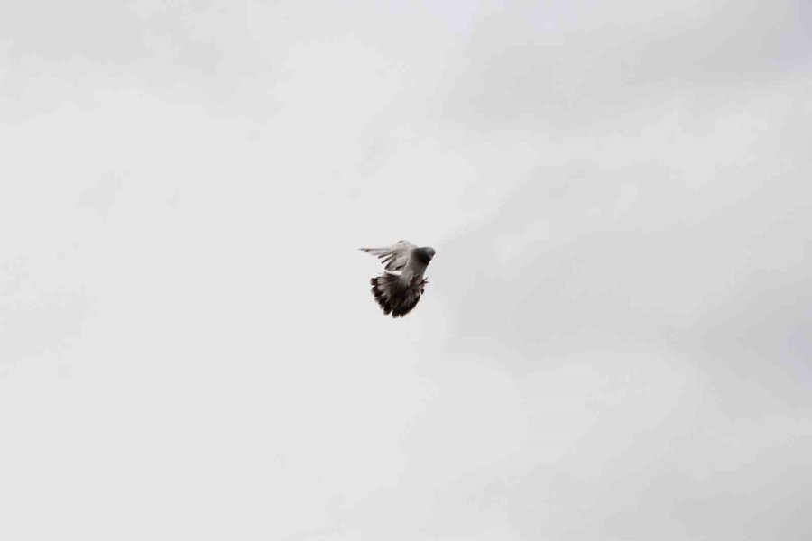 Sadece İftar Yapmak İçin Güvercinlerinin Yanından Ayrılıyor