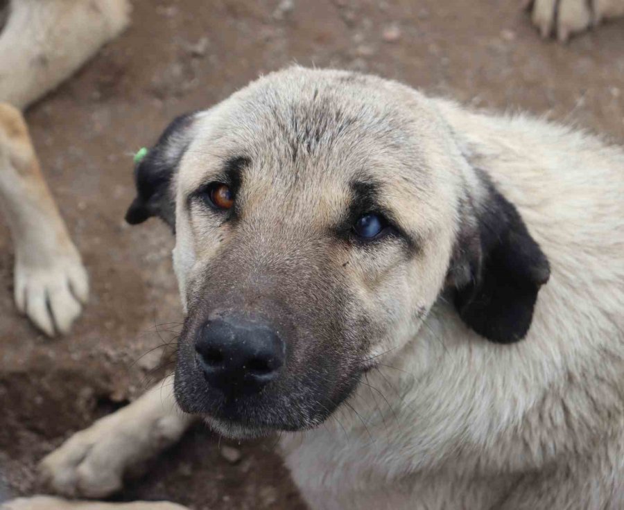 Depremzede Köpekler Rehabilite Ediliyor