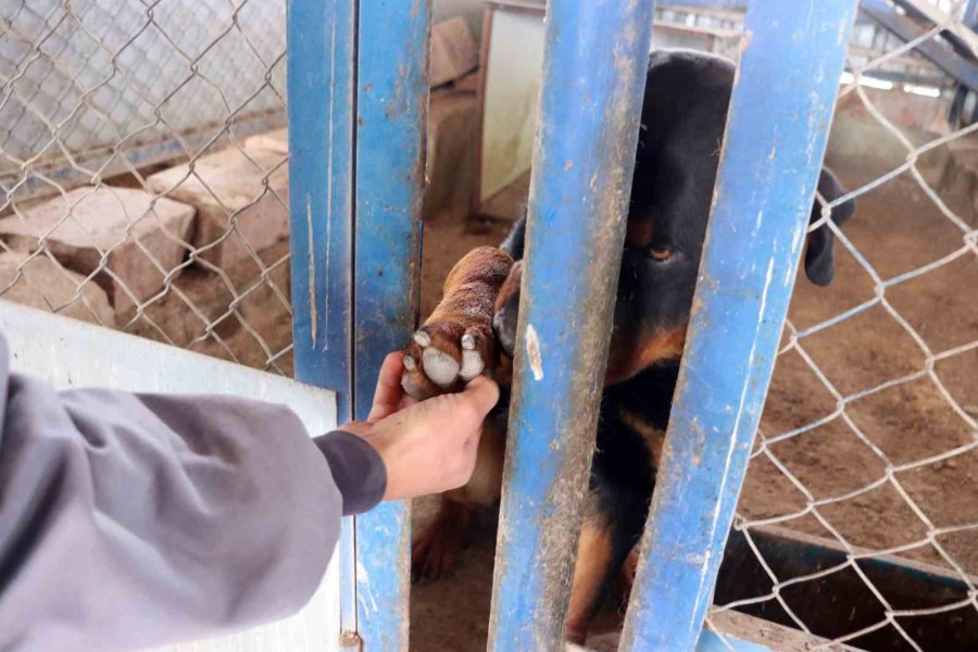 Depremzede Köpekler Rehabilite Ediliyor