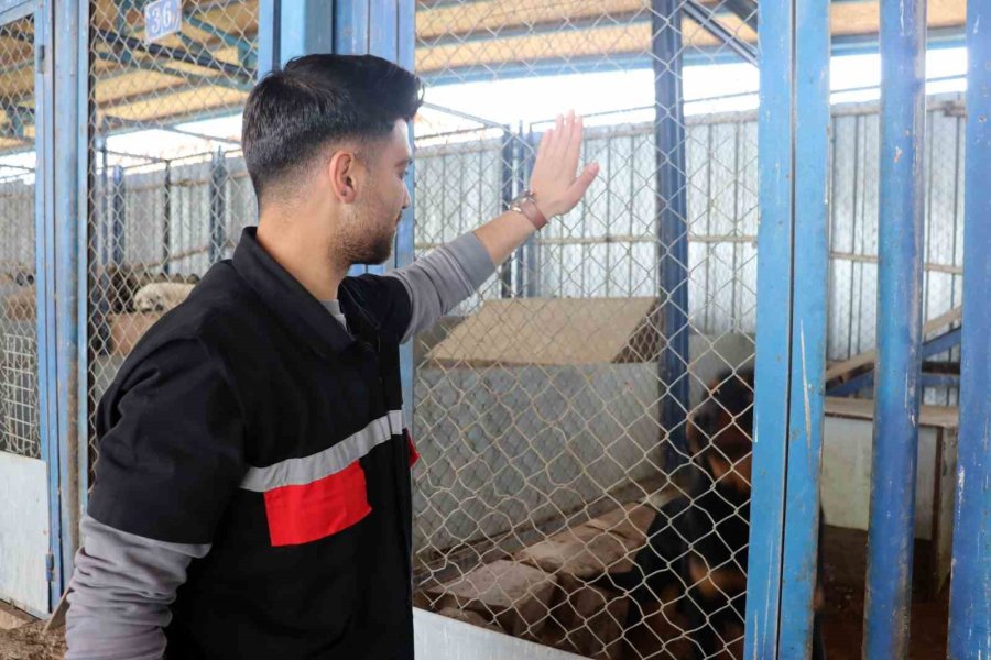 Depremzede Köpekler Rehabilite Ediliyor