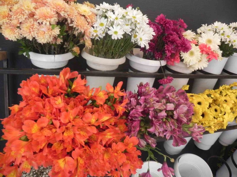 Eskişehir’de ’frezya’ Çiçeğine Yoğun Talep