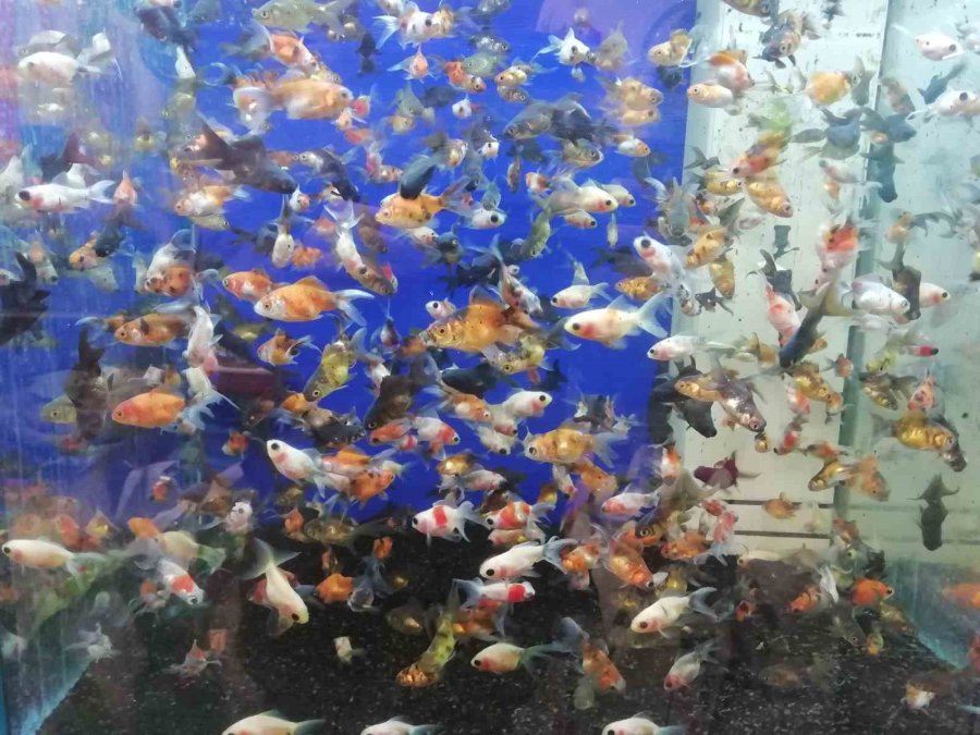 Petshopçuların Oda Talebi