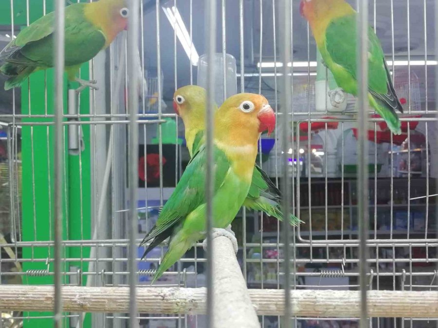 Petshopçuların Oda Talebi