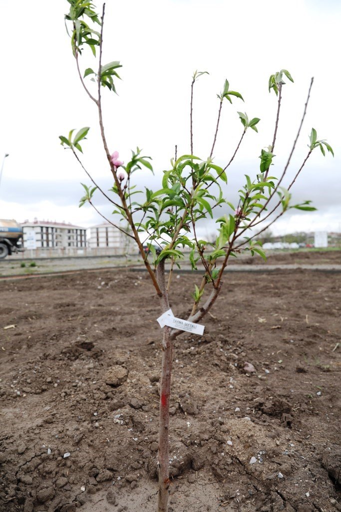 Başkan Çolakbayrakdar’dan Kayseri’de Yine İlk Olan Meyve Bahçeli Park Projesi
