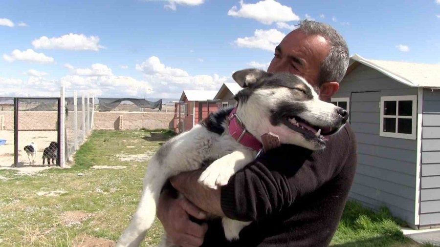 Evinin Bahçesini 42 Köpekle Paylaşıyor