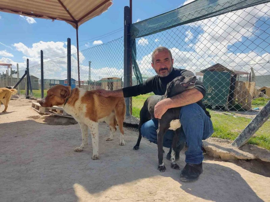 Evinin Bahçesini 42 Köpekle Paylaşıyor