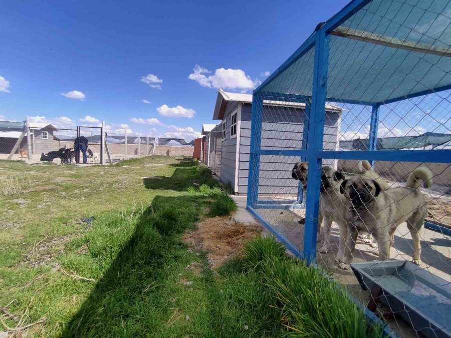 Evinin Bahçesini 42 Köpekle Paylaşıyor