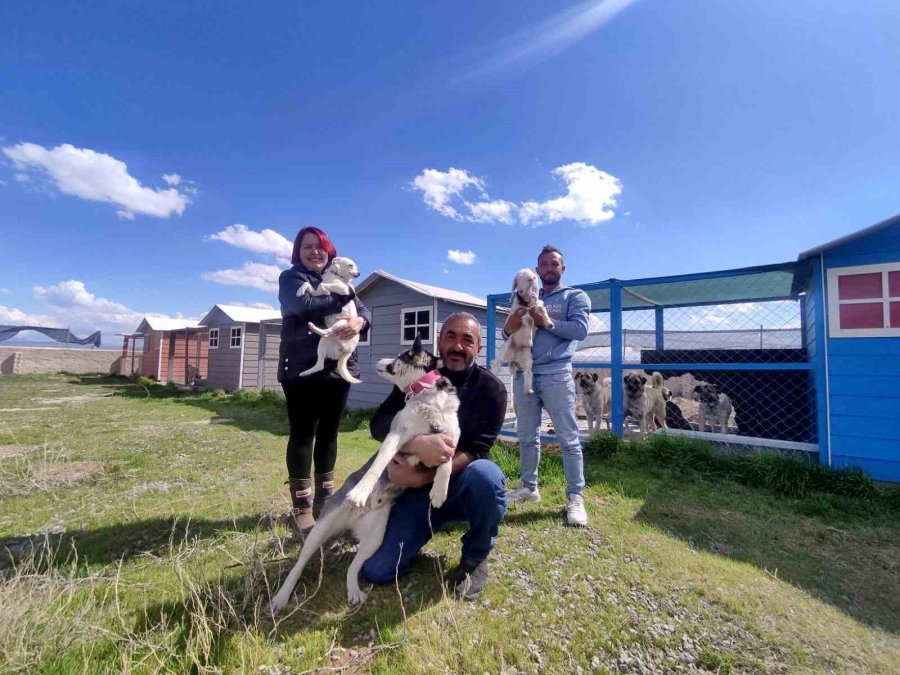 Evinin Bahçesini 42 Köpekle Paylaşıyor